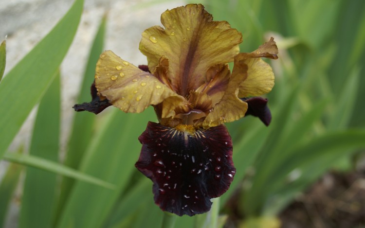 Wallpapers Nature Flowers Iris