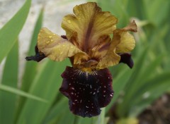 Fonds d'cran Nature Iris