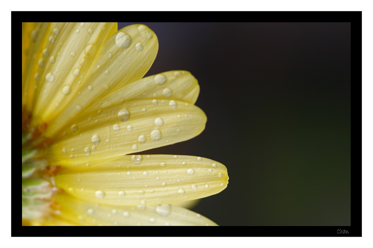 Fonds d'cran Nature Fleurs 