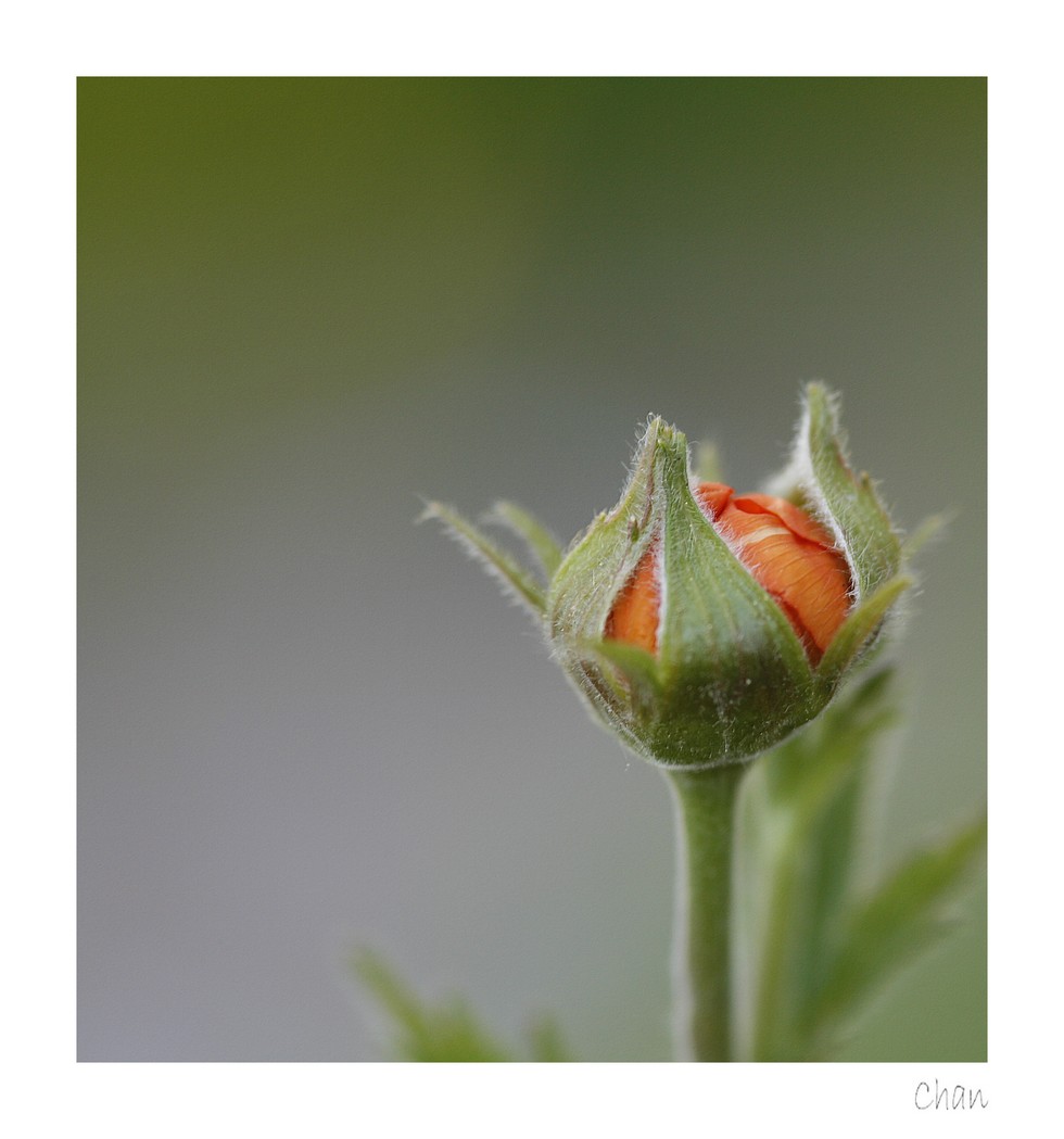 Fonds d'cran Nature Fleurs 