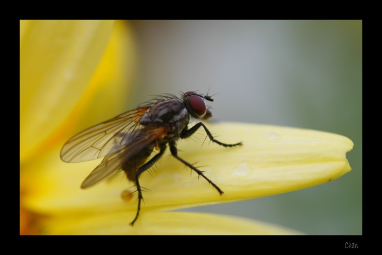 Wallpapers Animals Insects - Flies Wallpaper N205128