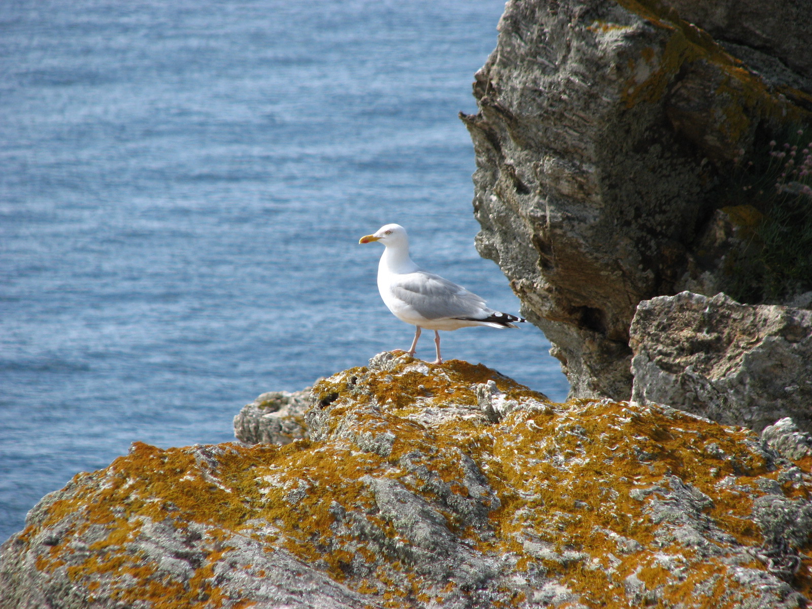 Wallpapers Animals Birds - Gulls MOUETTE EN ATTENTE (Belle le en mer)