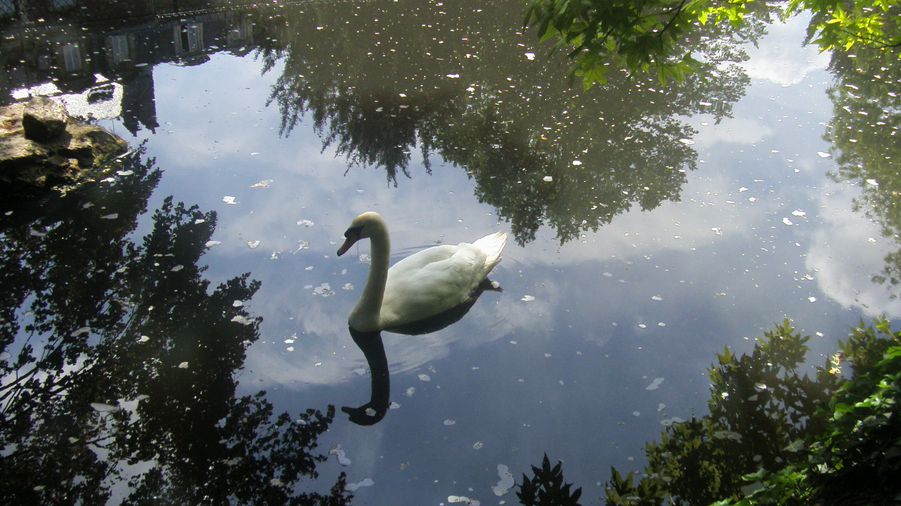 Wallpapers Animals Birds - Swans le ciel se regarde et lui fait signe