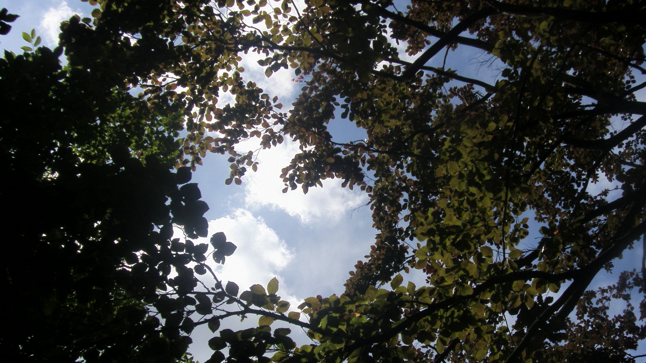 Fonds d'cran Nature Arbres - Forts le ciel perce les arbres