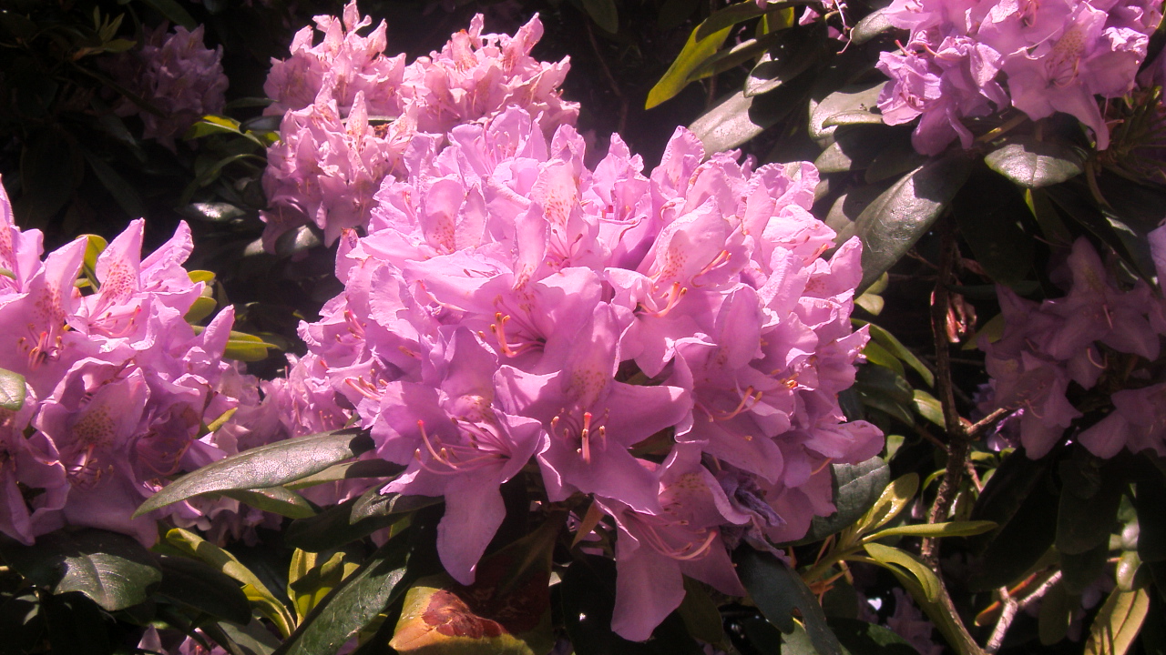 Wallpapers Nature Flowers les rhododendrons sont ivres de bonheur