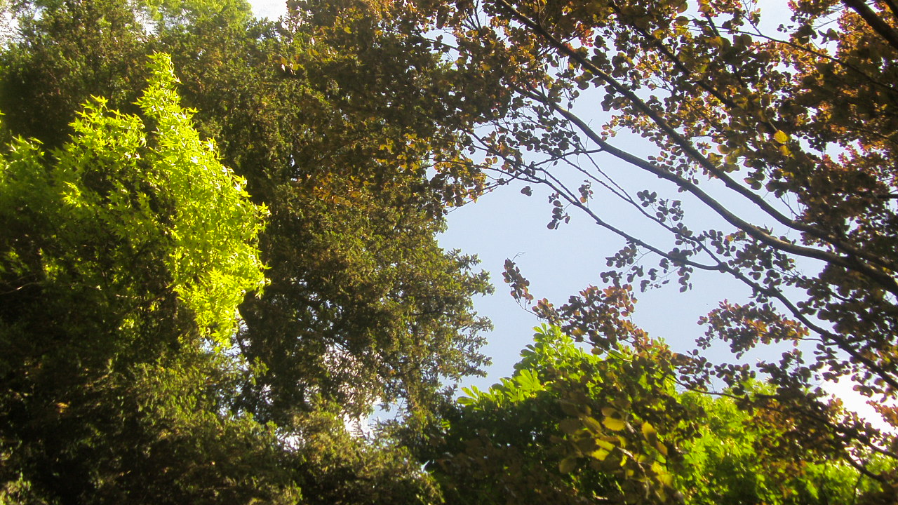 Fonds d'cran Nature Feuilles - Feuillages un ballet de feuilles dans le ciel