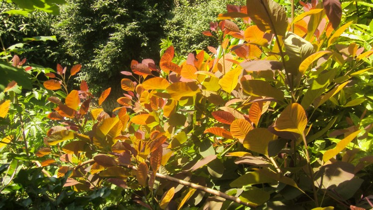 Fonds d'cran Nature Arbres - Forts les feuilles dores se pavannent au soleil