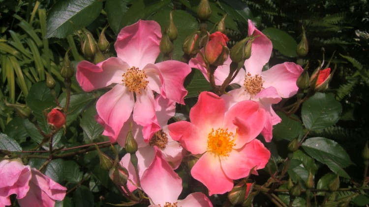 Fonds d'cran Nature Fleurs elles en sont roses de bonheur