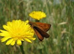 Fonds d'cran Animaux PAPILLON