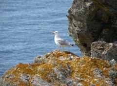 Fonds d'cran Animaux MOUETTE EN ATTENTE (Belle le en mer)