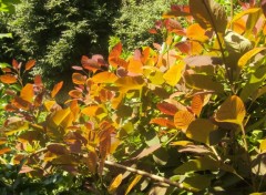 Fonds d'cran Nature les feuilles dores se pavannent au soleil