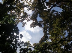 Fonds d'cran Nature le ciel perce les arbres