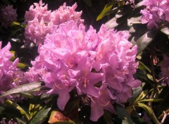 Wallpapers Nature les rhododendrons sont ivres de bonheur