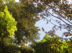 Fonds d'cran Nature un ballet de feuilles dans le ciel