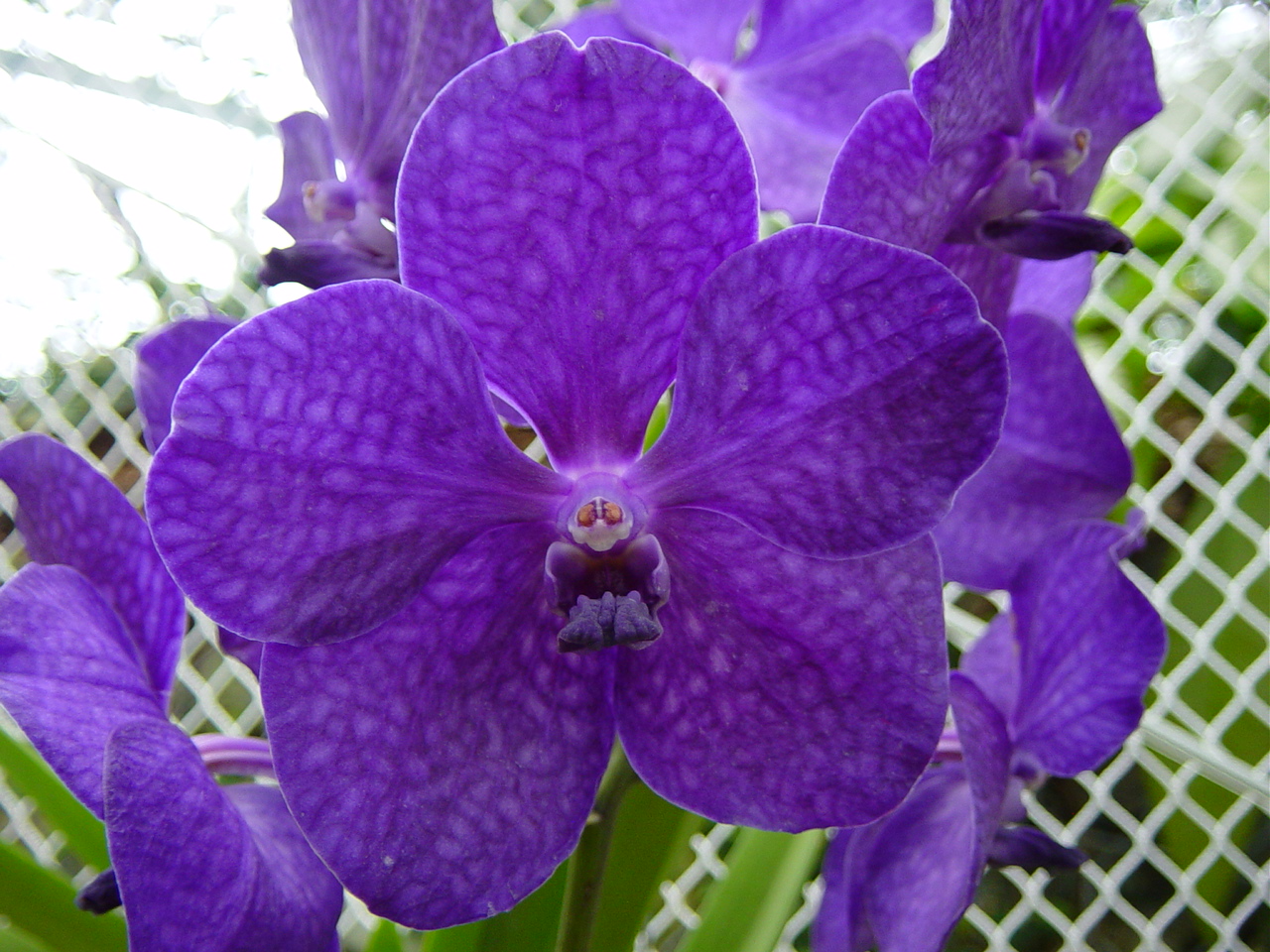 Wallpapers Nature Flowers orchide