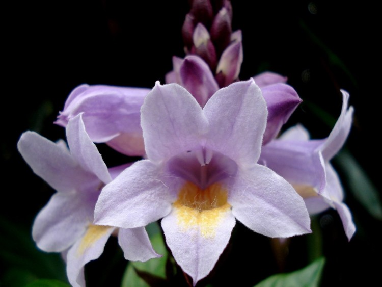 Fonds d'cran Nature Fleurs couronne