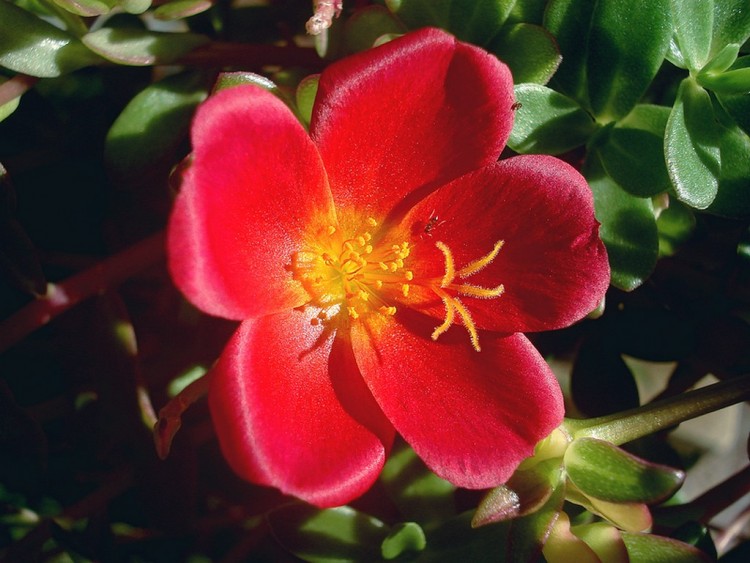 Fonds d'cran Nature Fleurs Une fleur dans la fleur