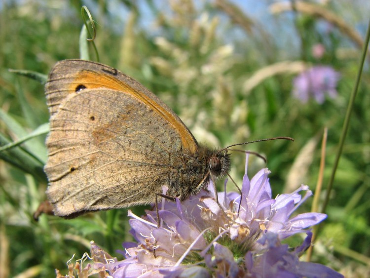 Wallpapers Animals Insects - Butterflies fadet commun