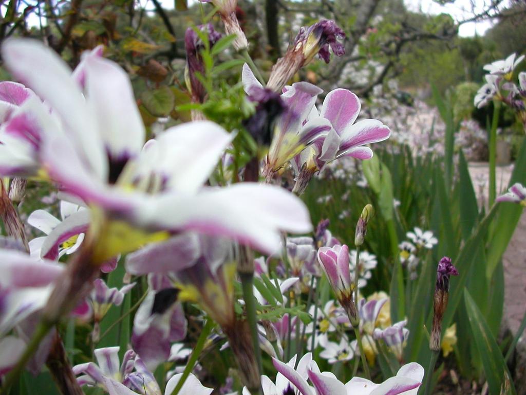 Fonds d'cran Nature Fleurs fleur