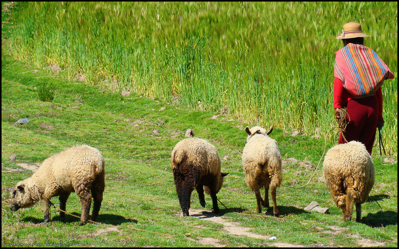 Wallpapers Trips : South America Bolivia Bolivienne et ses moutons