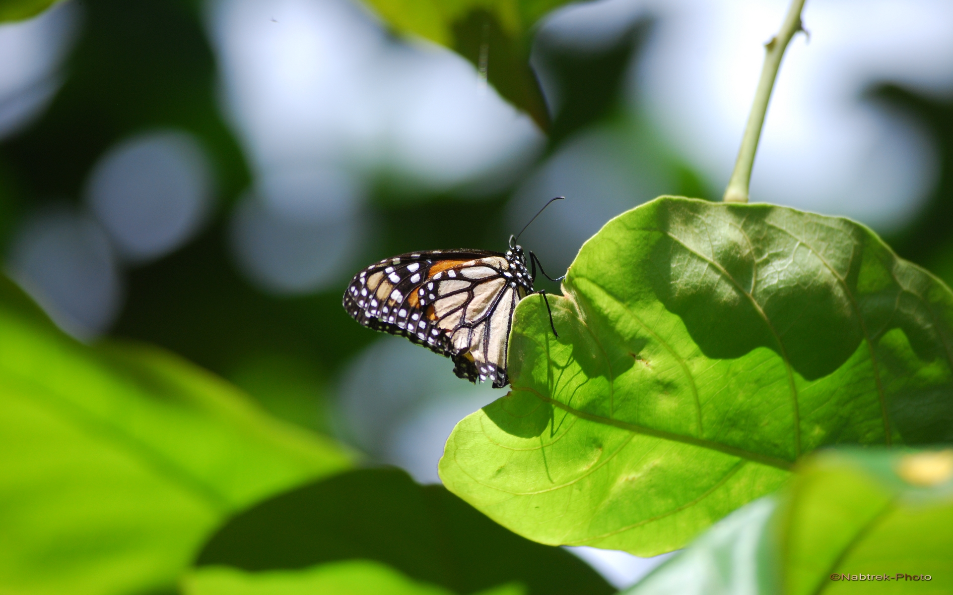 Wallpapers Animals Insects - Butterflies Papillon