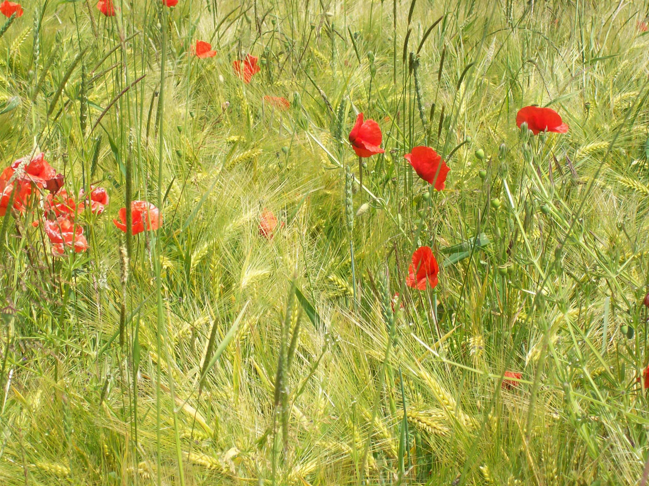 Wallpapers Nature Fields 