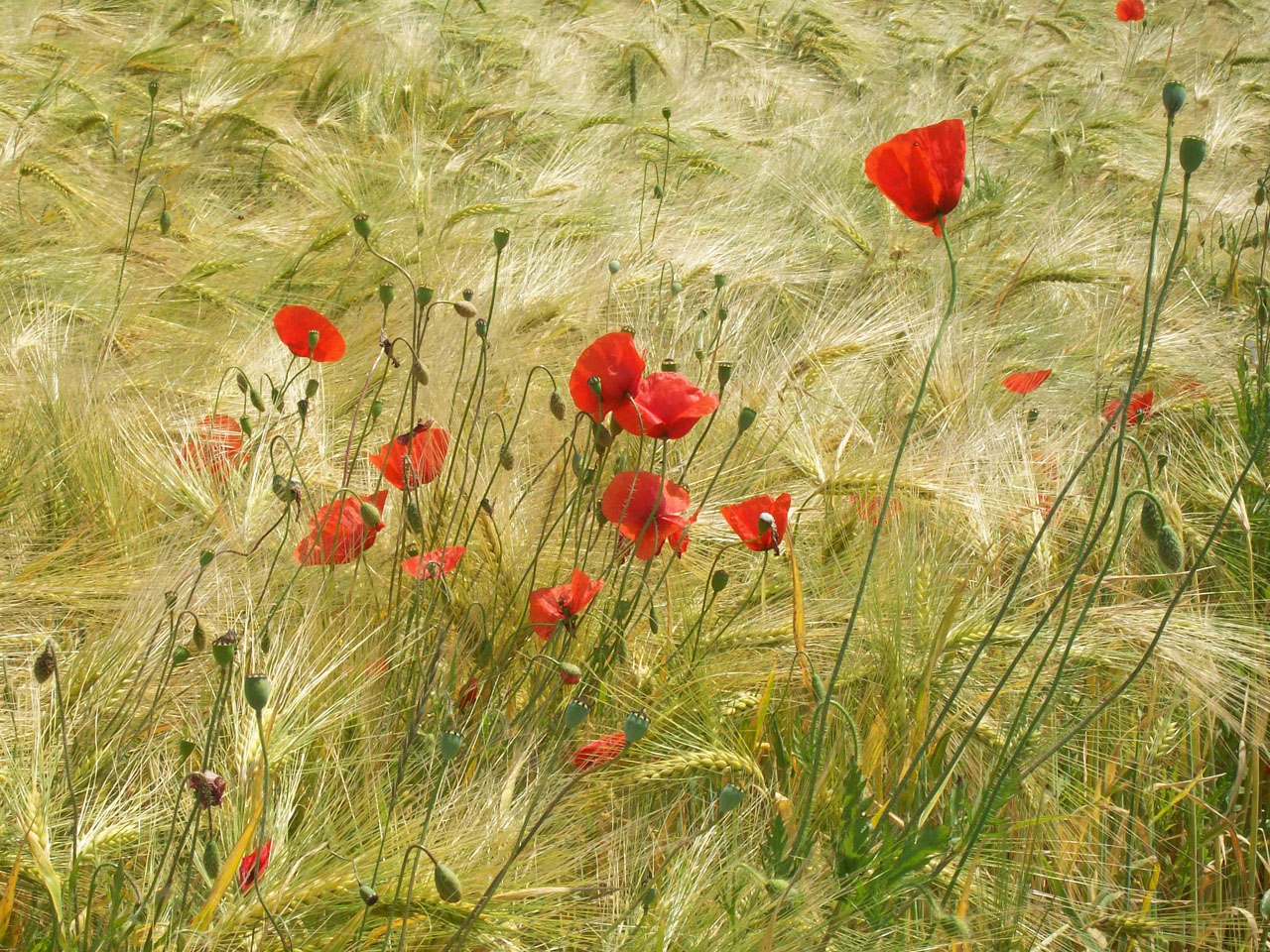 Fonds d'cran Nature Champs - Prairies 