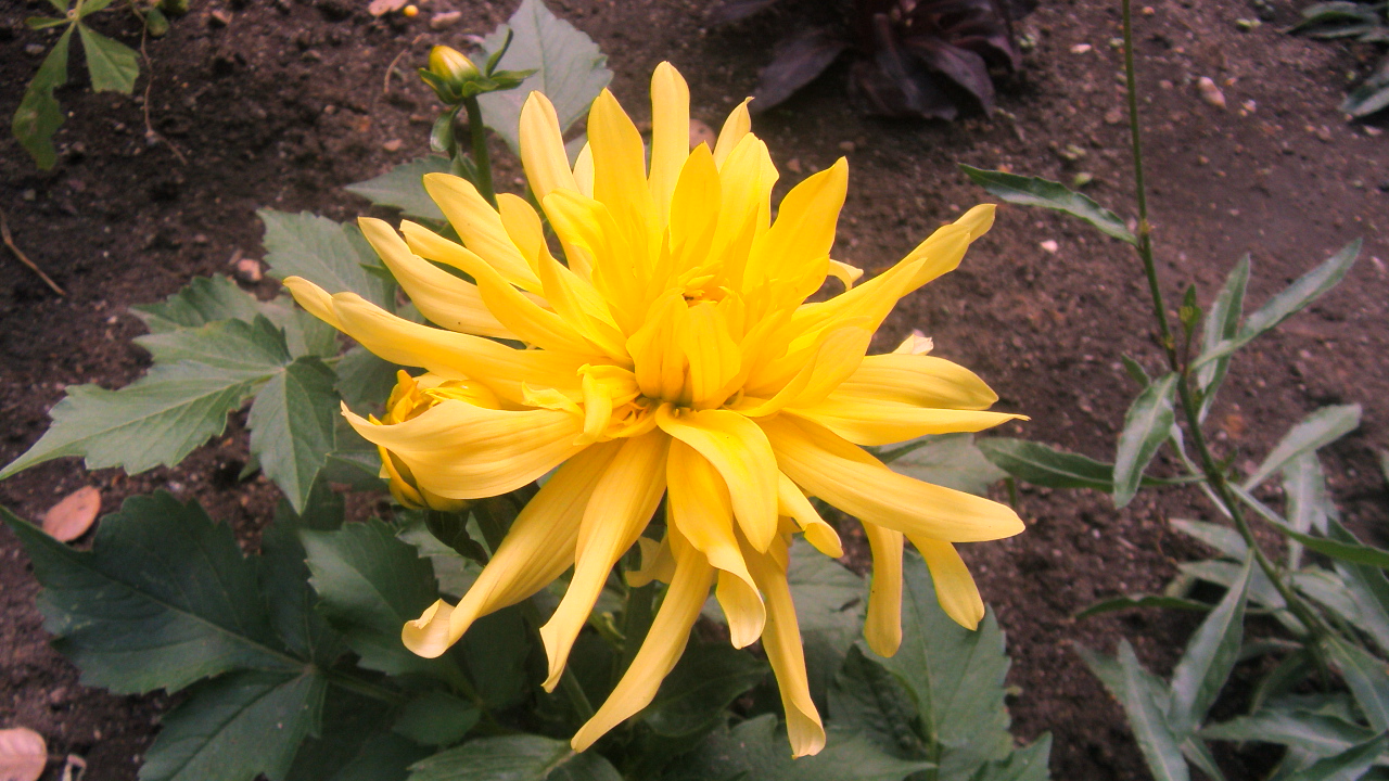 Fonds d'cran Nature Fleurs le jaune de cette fleur est magnifique