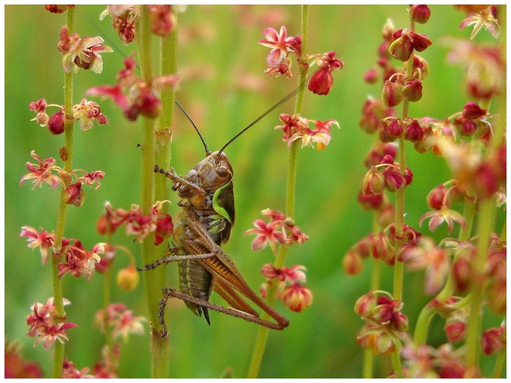 Fonds d'cran Animaux Insectes - Sauterelles et Criquets La fort des arbres-fleurs