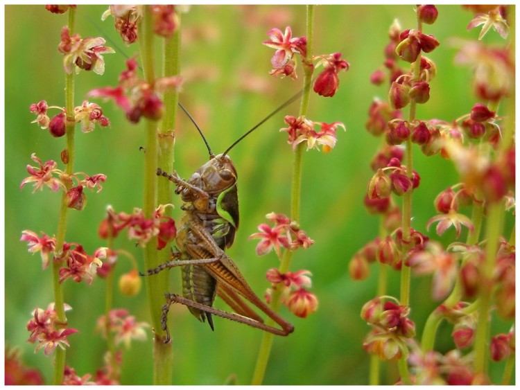 Fonds d'cran Animaux Insectes - Sauterelles et Criquets La fort des arbres-fleurs