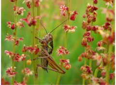 Wallpapers Animals La fort des arbres-fleurs