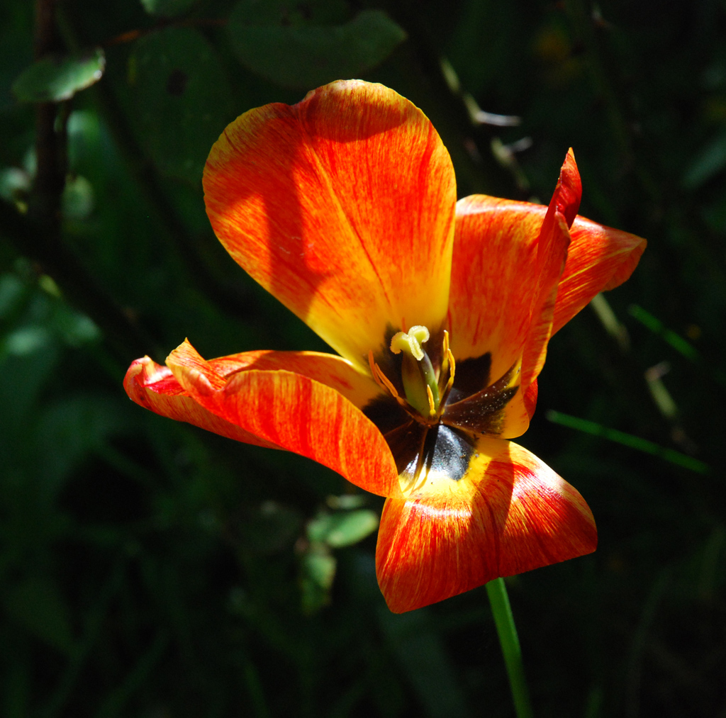 Fonds d'cran Nature Fleurs transparence