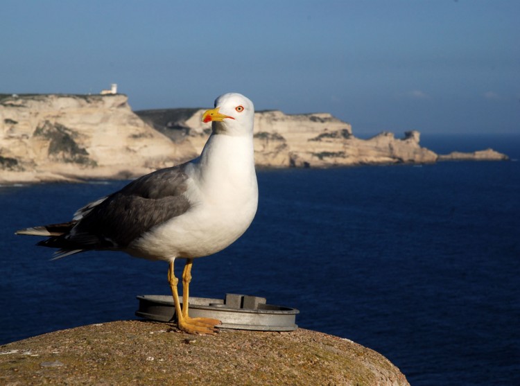 Fonds d'cran Animaux Oiseaux - Mouettes et Golands de corse