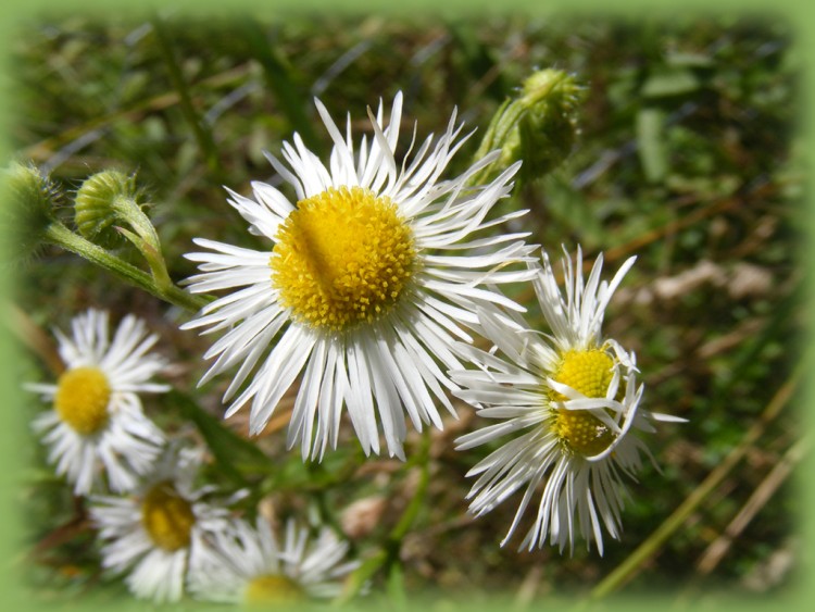 Wallpapers Nature Flowers Paquerette