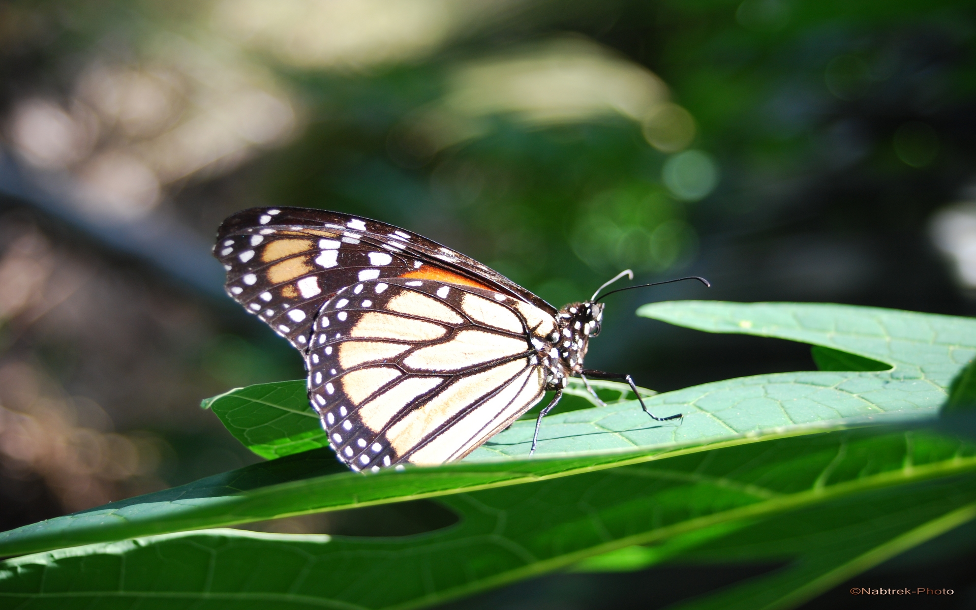 Wallpapers Animals Insects - Butterflies Papillon