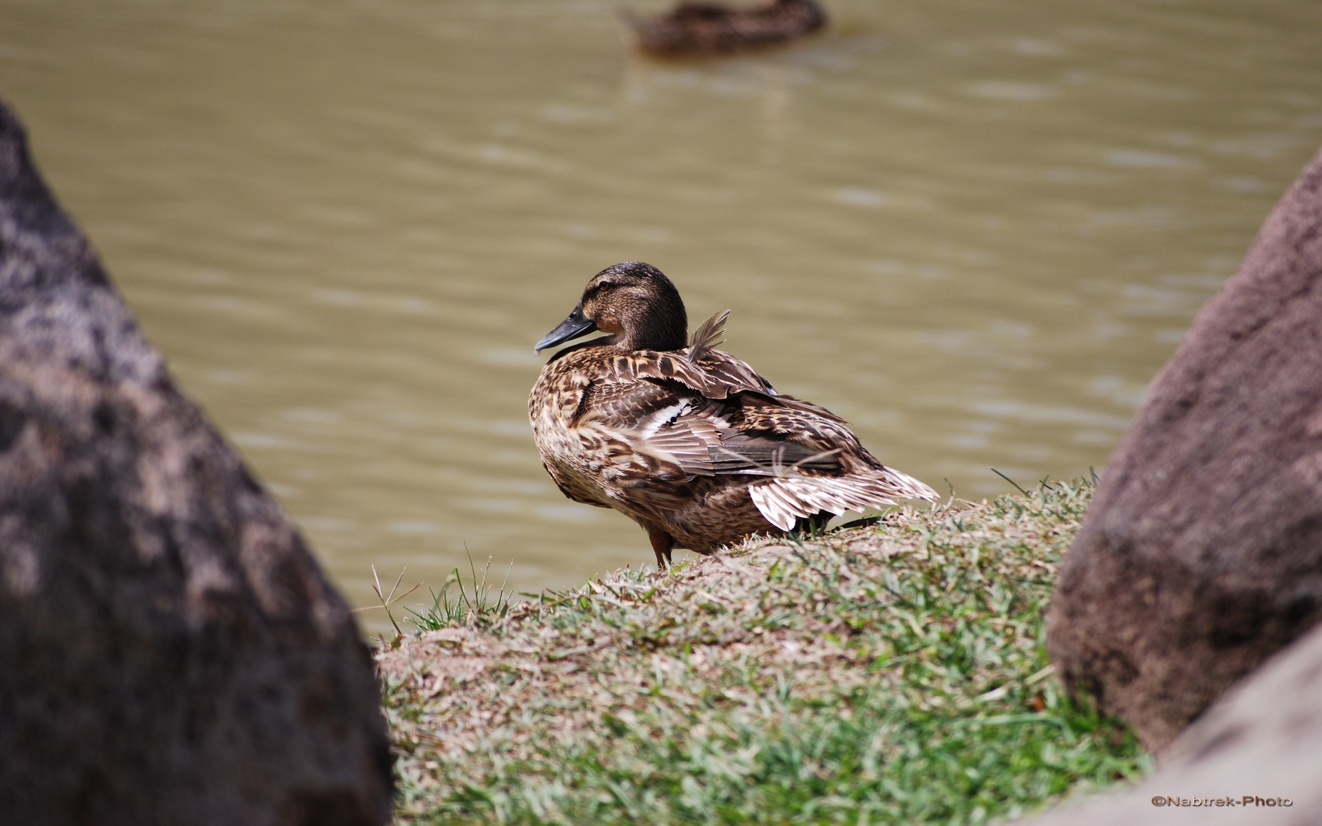 Fonds d'cran Animaux Oiseaux - Canards canard