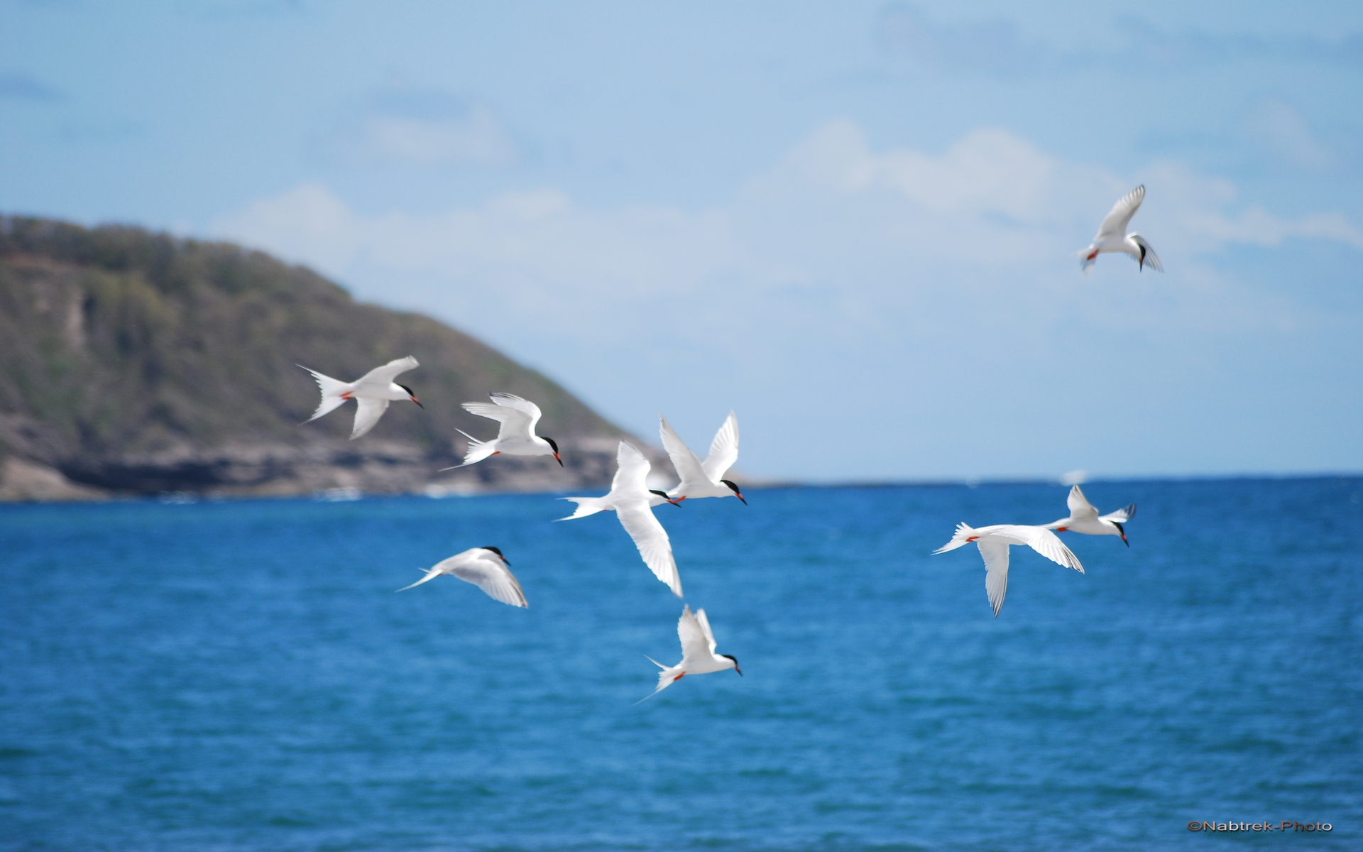 Fonds d'cran Animaux Oiseaux - Divers Oiseaux pcheur