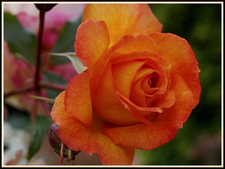 Fonds d'cran Nature Fleurs Rose orange