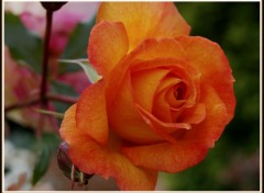 Fonds d'cran Nature Rose orange