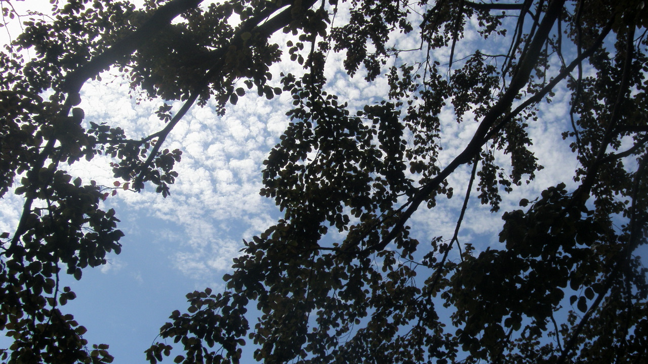 Wallpapers Nature Skies - Clouds les nuages jouent avec les arbres