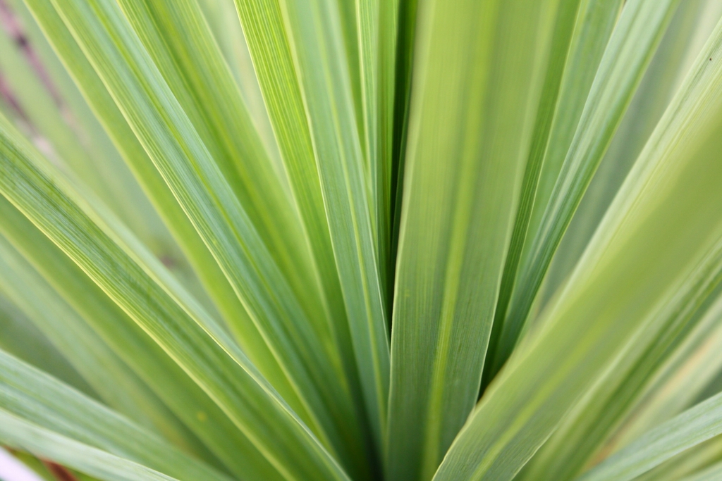 Wallpapers Nature Leaves - Foliage Dracanea au coeur