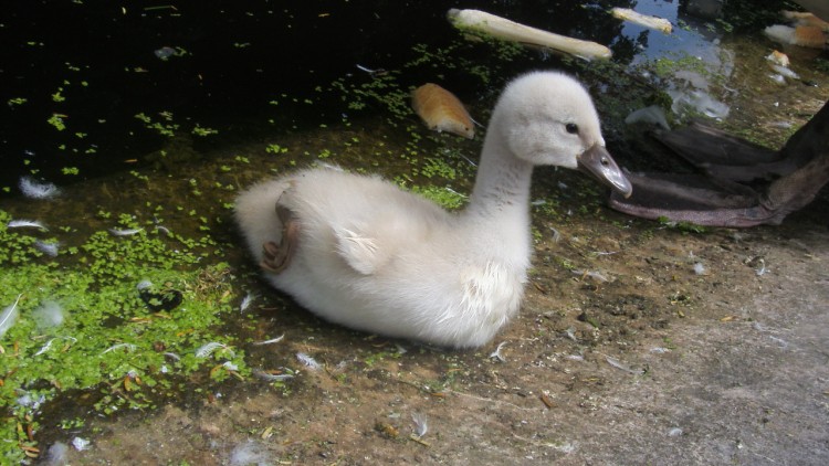 Wallpapers Animals Birds - Swans un bb cygne protg par sa maman