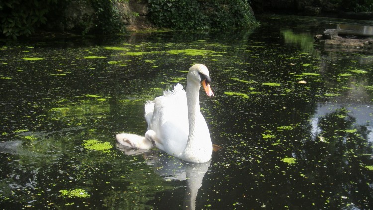 Wallpapers Animals Birds - Swans la protection maternelle