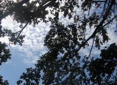 Fonds d'cran Nature les nuages jouent avec les arbres