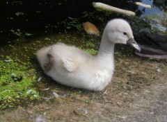 Wallpapers Animals un bb cygne protg par sa maman