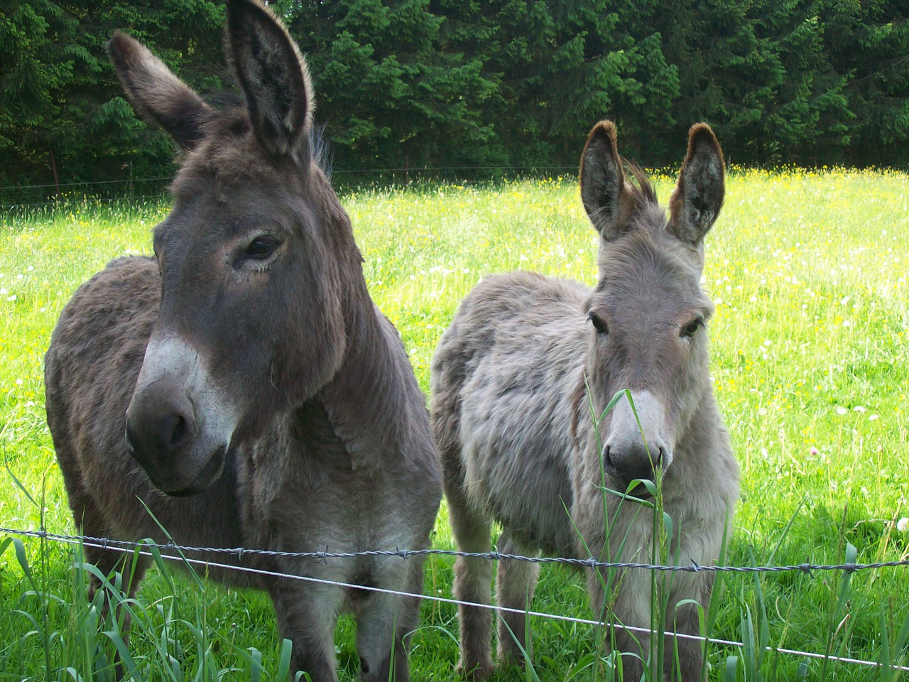 Wallpapers Animals Donkeys 