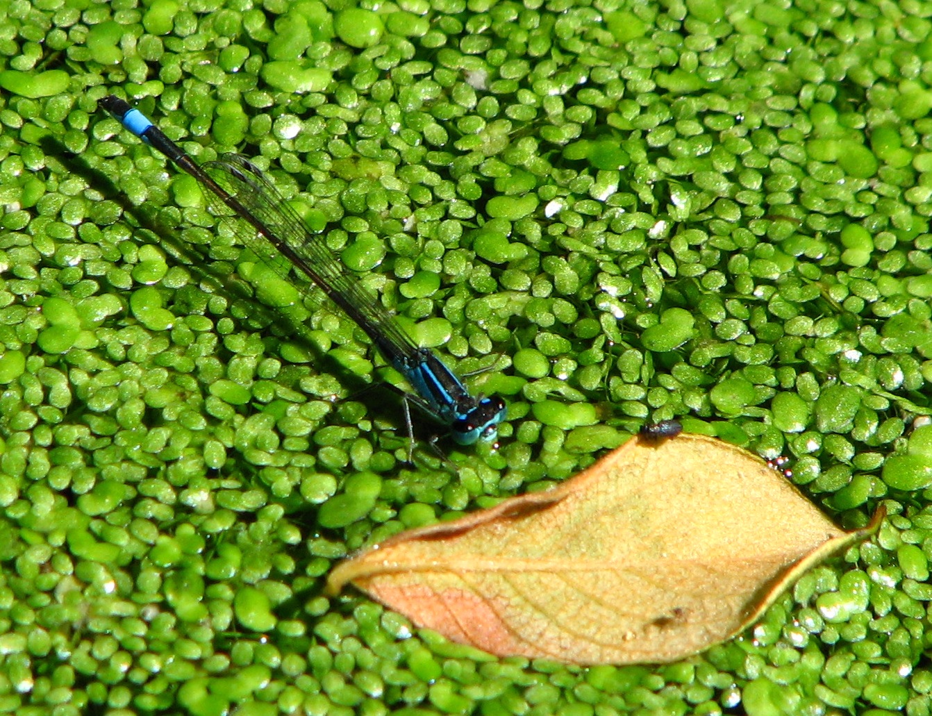 Fonds d'cran Animaux Insectes - Libellules Libellule bleu