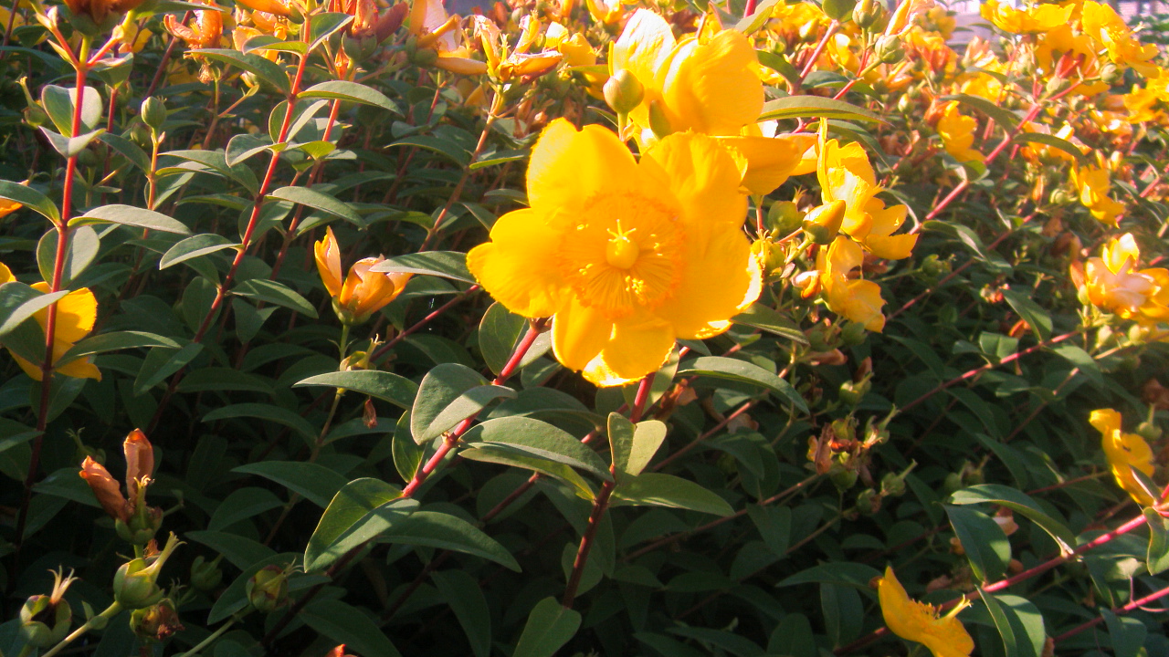 Fonds d'cran Nature Fleurs le soleil carresse la fleur