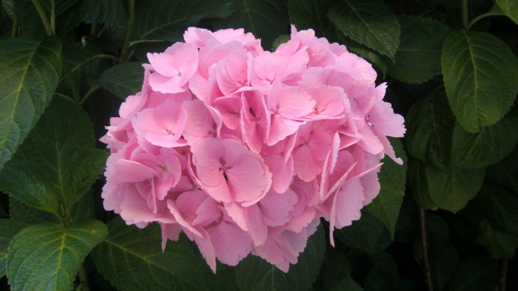 Fonds d'cran Nature Fleurs ce rhododendrons discute avec les feuilles