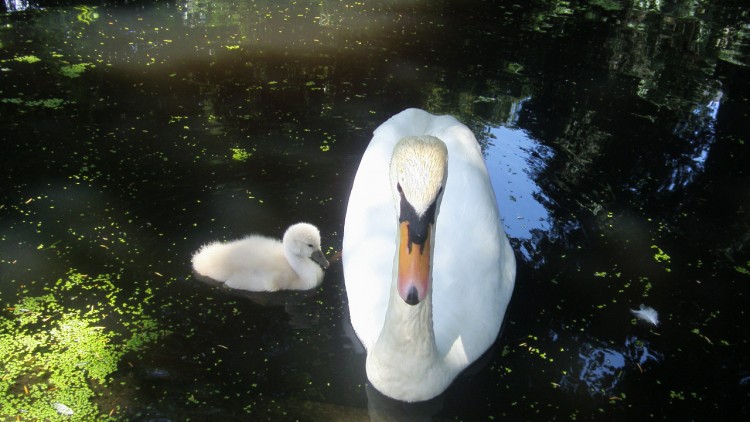 Wallpapers Animals Birds - Swans ce cygne semble fch aprs le photographe